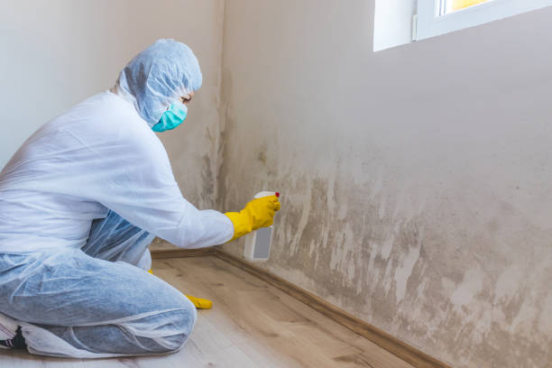 Licensed Mold Remediation service in Elberon, VA - WQB Mold Removal